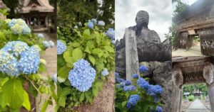 2026年6月の紫陽花のある笹野観音のアイキャッチ画像